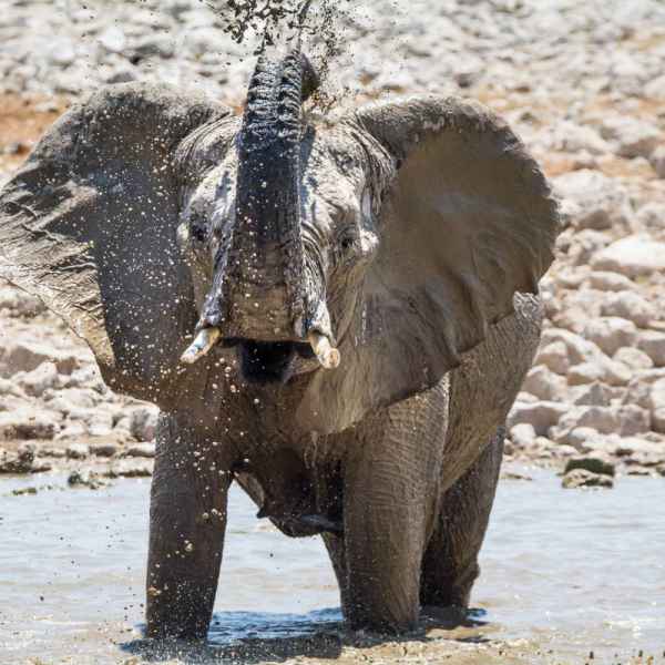 Elefant im Etoscha Nationalpark