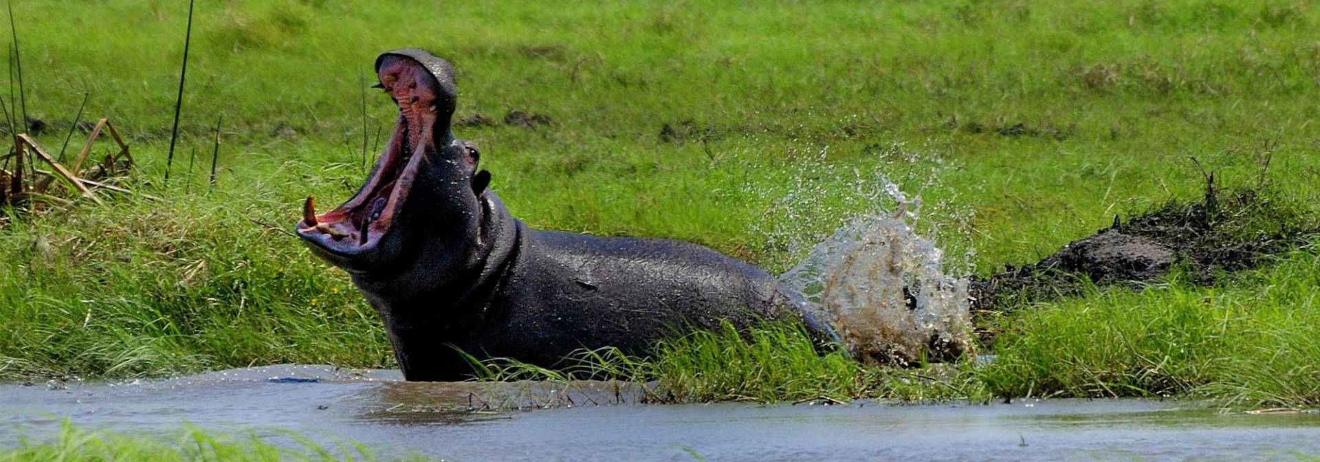 Hippo in Angriffsstellung