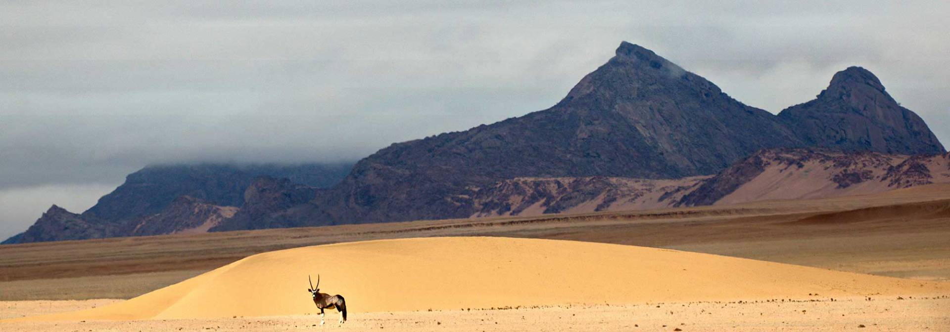 Gemsbock in der Namibwüste