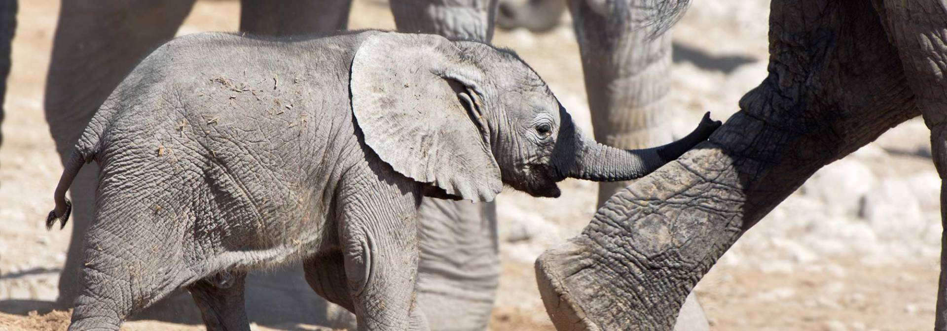 Elefantenfamilie im Etoscha Nationalpark