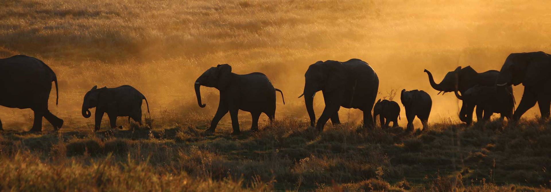 Elefanten im Kaudom Nationalpark