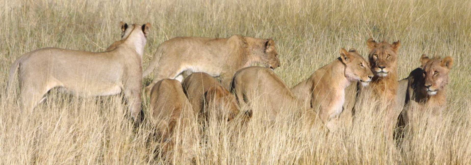 Löwen im Etosha  Nationalpark