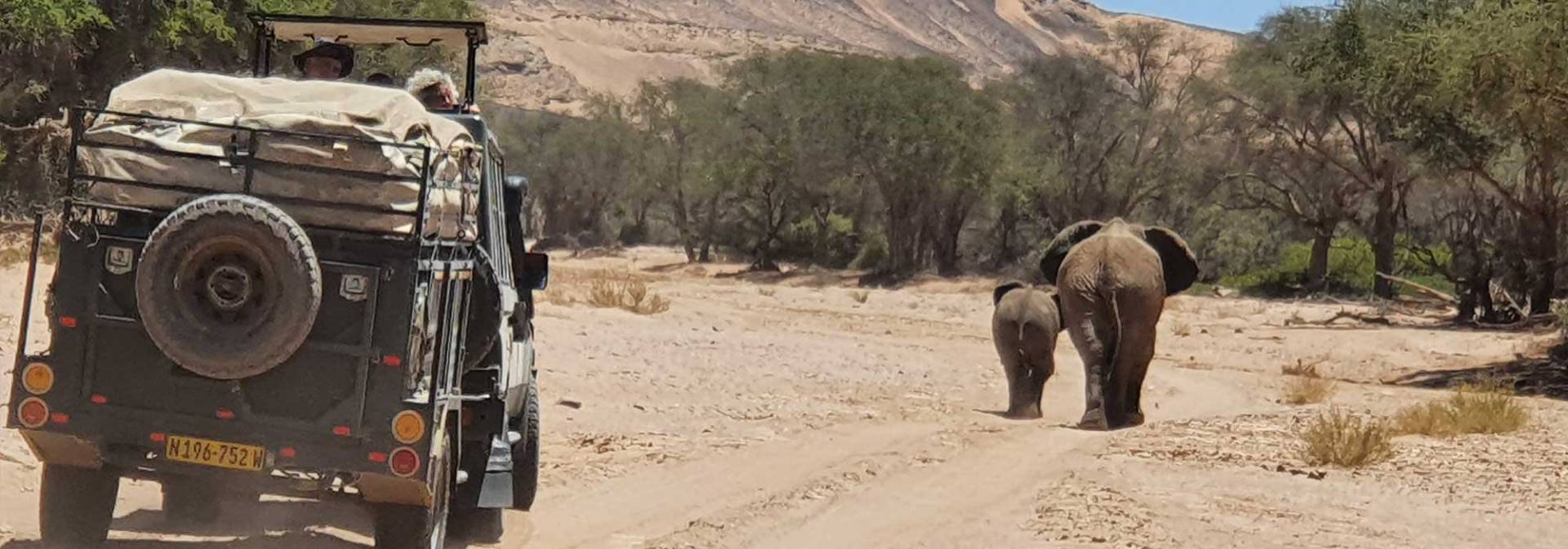 Desert adapted Elephants in Namibia