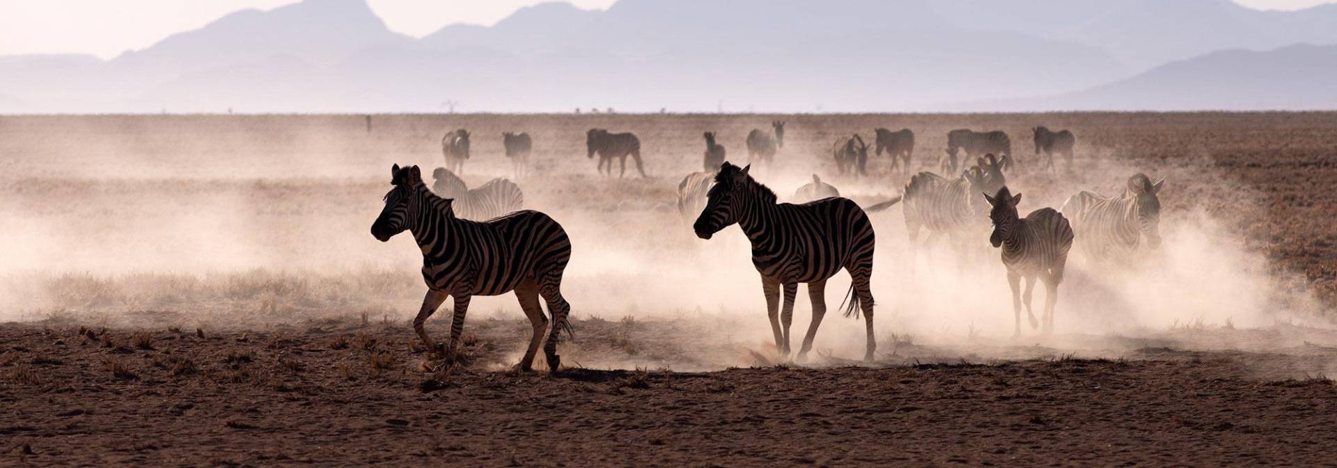 Zebraherde im NamibRand Naturreservat