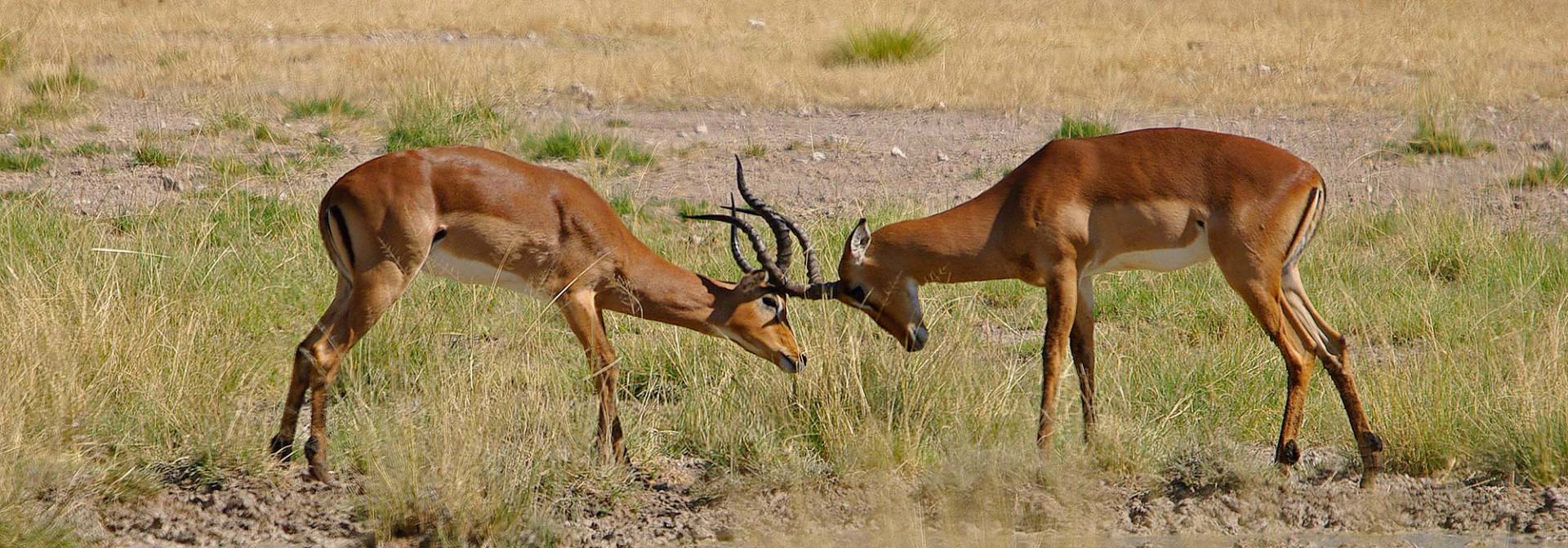 Kämpfende Impala im Nordosten Namibias
