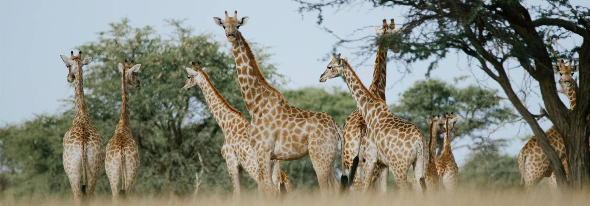 Giraffen Naturschutzprojekt in Namibia