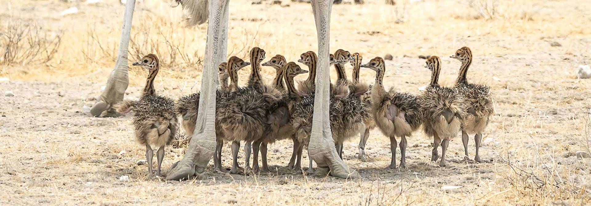 Kalahari - Ostrich family