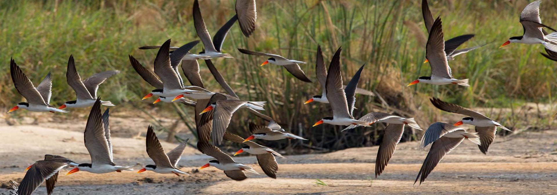 Okavango - Ein Vogelparadies in Afrika