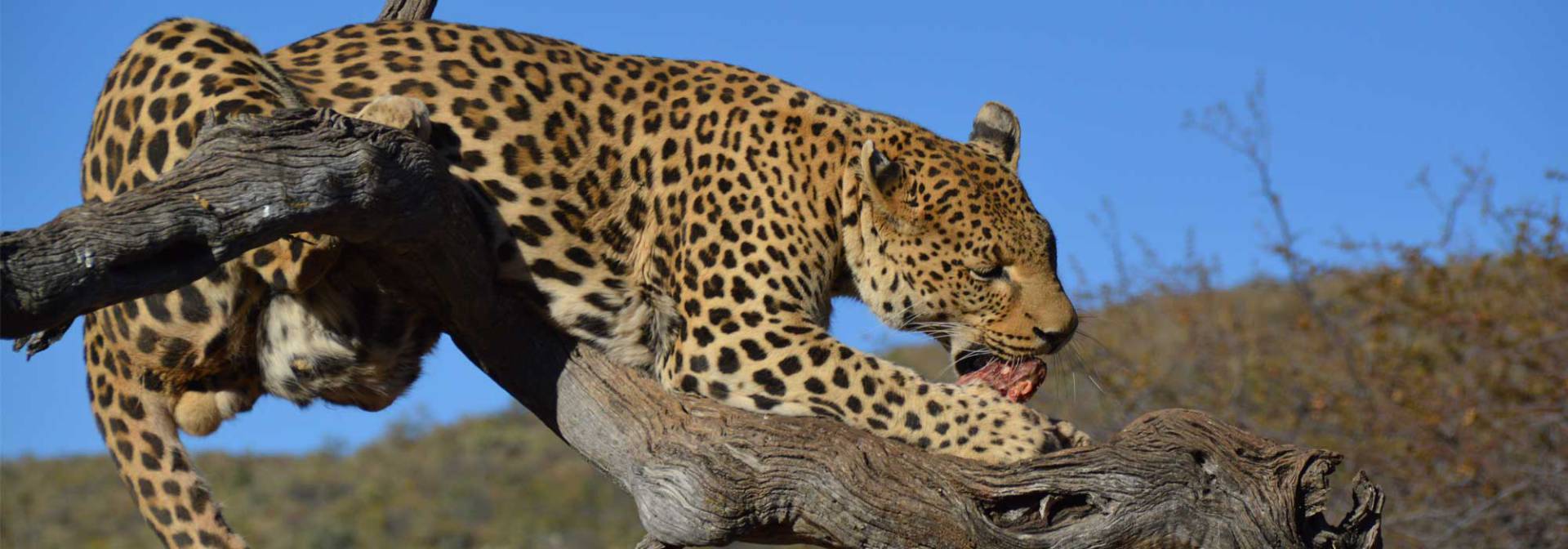 Leopardenhegeprojekt im Herzen Namibias
