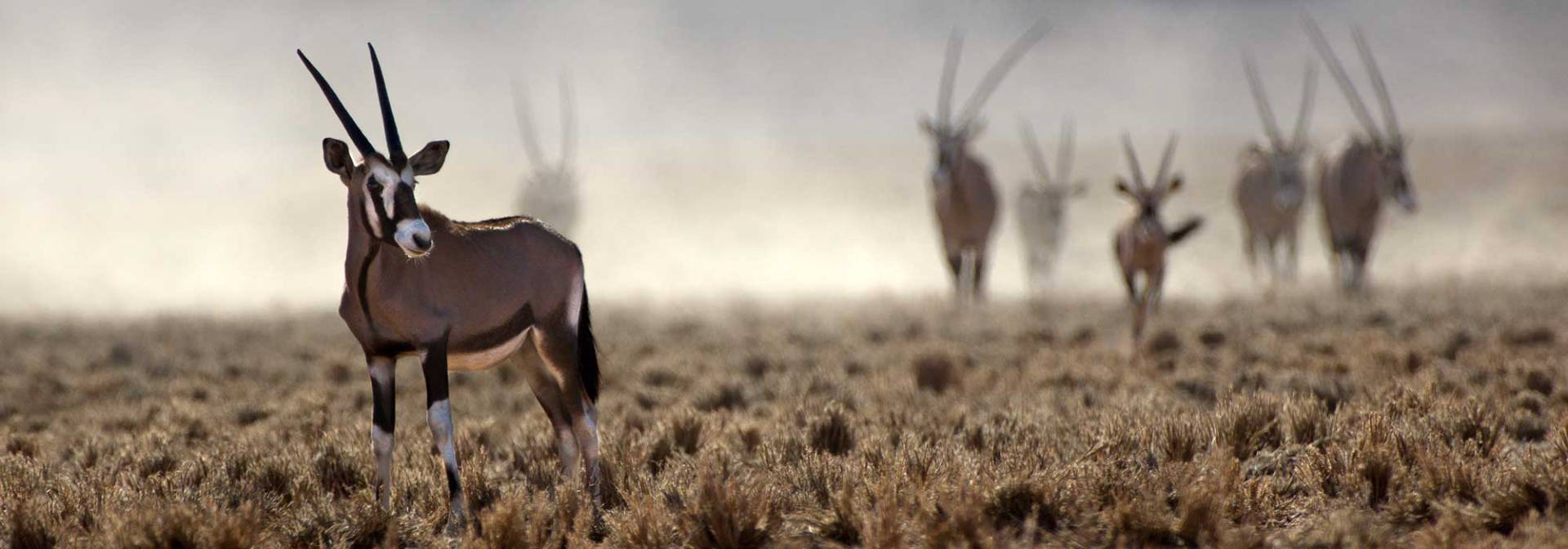 Oryxantilope in der Kalahari