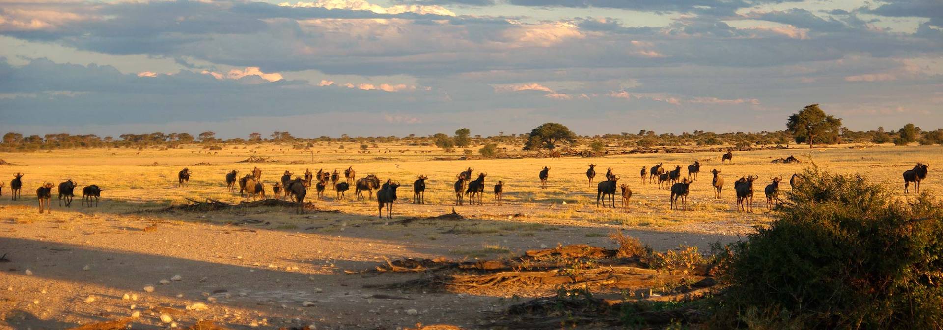 Gnuherde in den Weiten Namibias