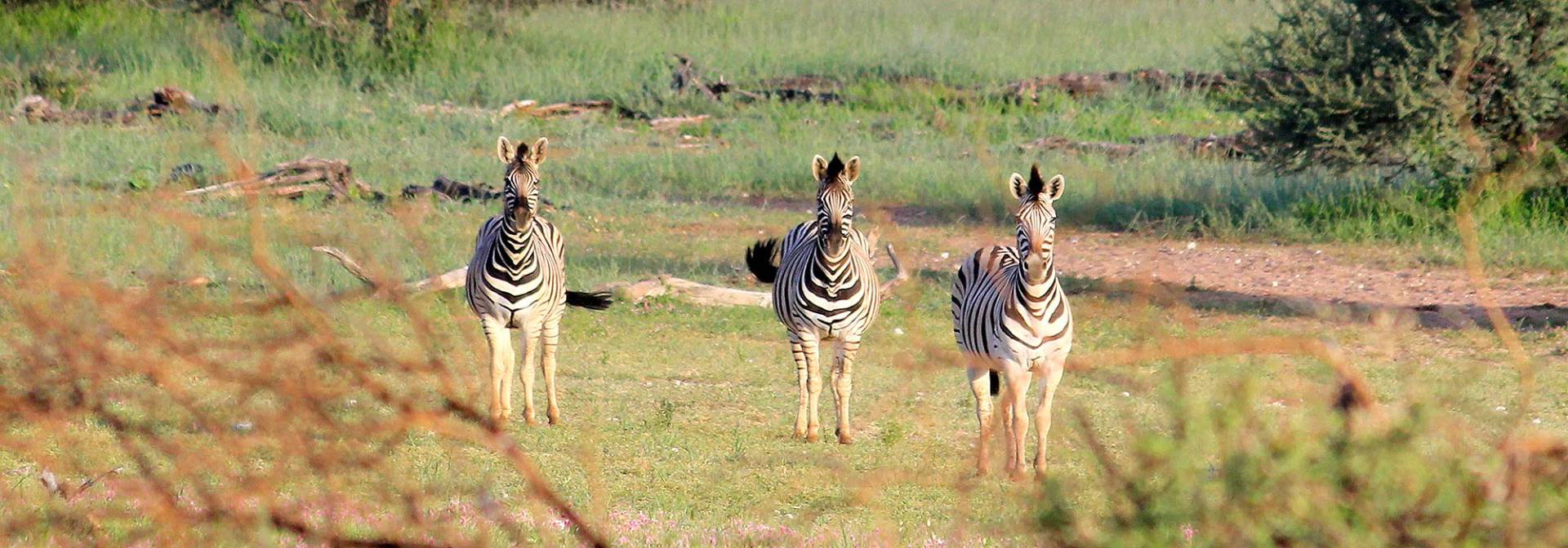 Kleine Zebraherden auf dem Kuzikus Wildlife Reserve