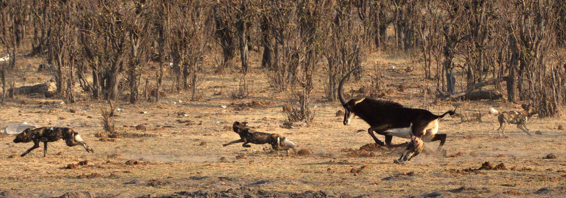 Rappenantilope jagt afrikanische Wildhunde