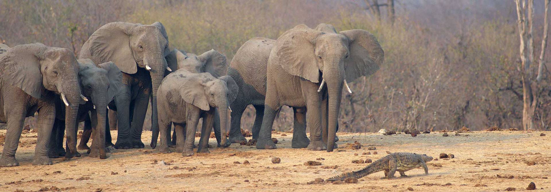 Elefanten und Krokodil in Botswana