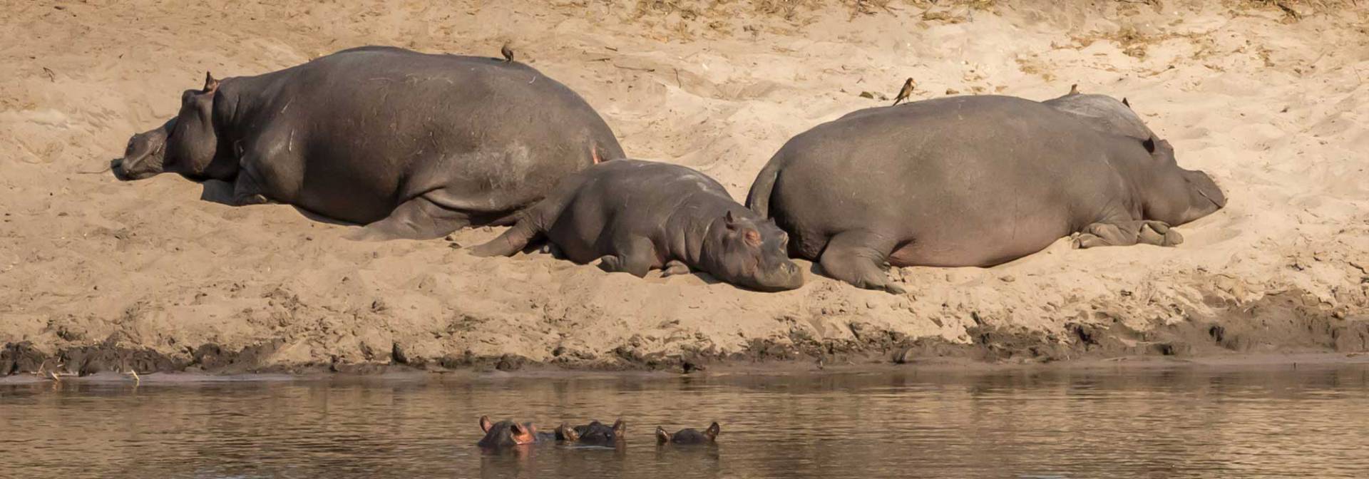 Flusspferde in der Kavangoregion