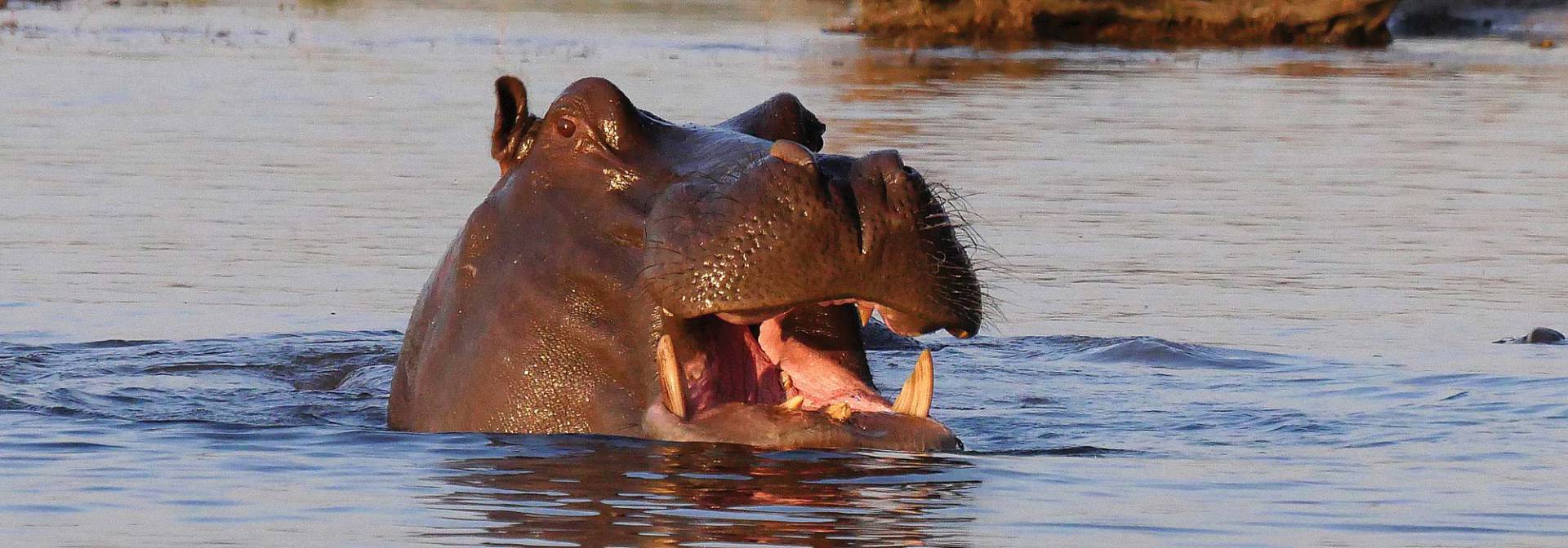 Hippos im Norden Namibias