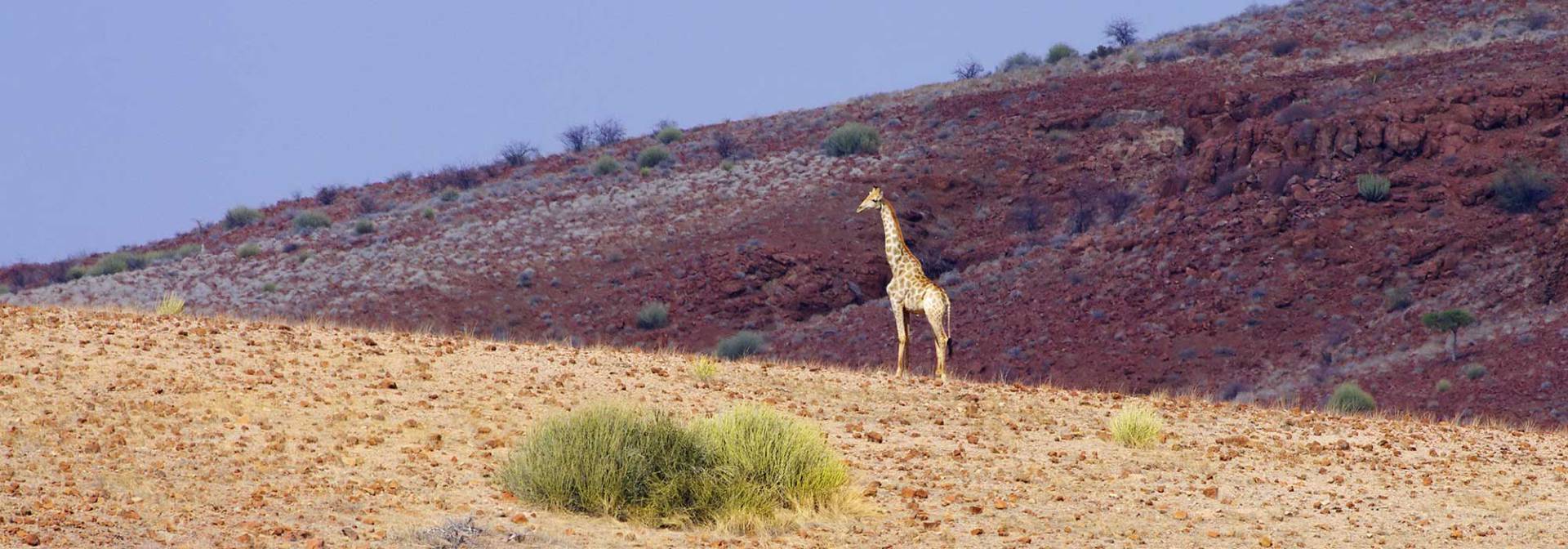 Giraffe im Kaokoveld