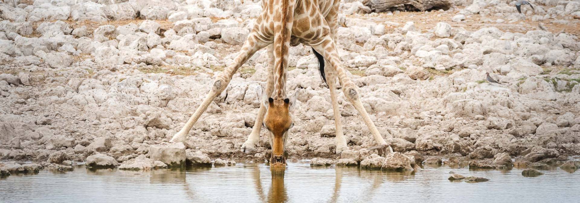 Giraffe am Wasserloch im Etosha National Park