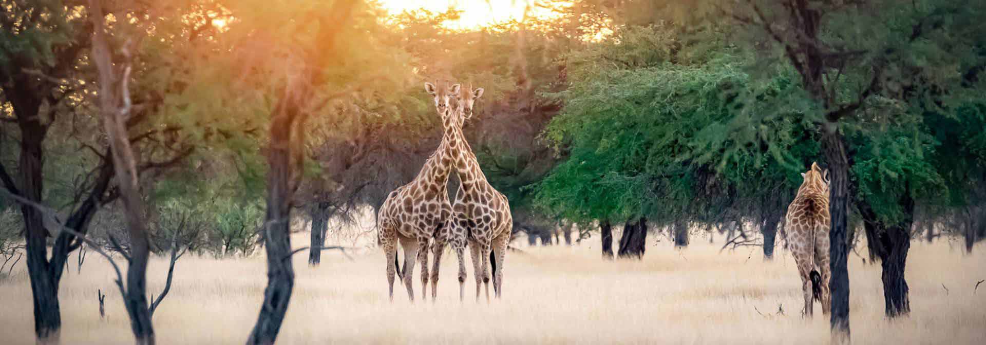 Giraffen in der Kalahari 